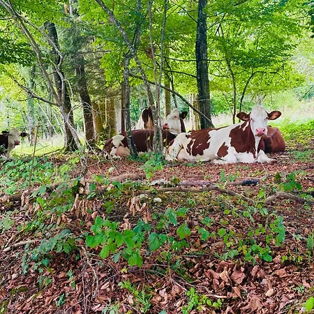 La A L'oree Des Bornes Chalet Évires